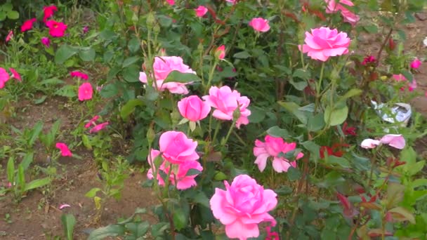 夏の庭のローズピンク色 — ストック動画