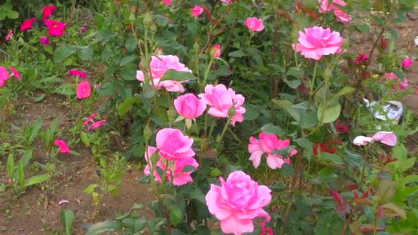 Rose Roze Kleur Zomertuin — Stockvideo