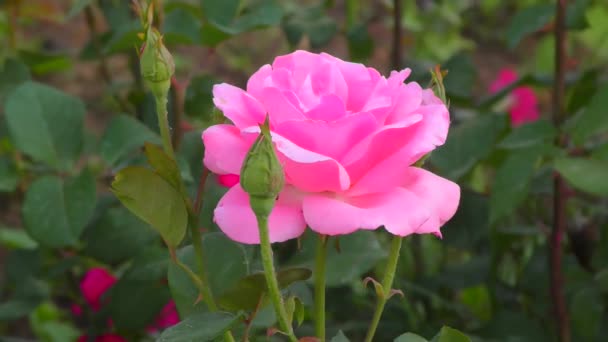 夏の庭のローズピンク色 — ストック動画