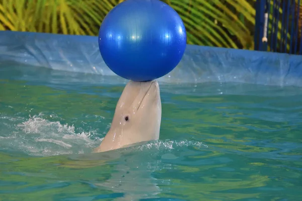 Belukha performs an exercise ball