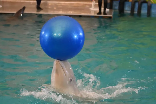 Belukha voert een oefening bal — Stockfoto