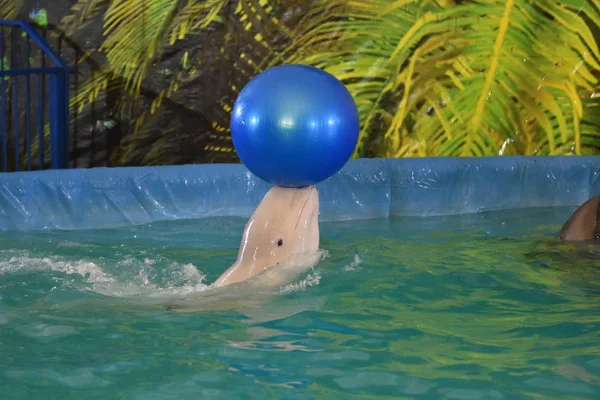 Belukha voert een oefening bal — Stockfoto