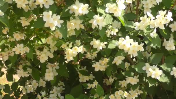 Jaśmin Kwiaty Biały Ogrodzie Letnim — Wideo stockowe