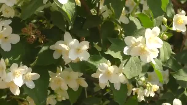 Jasmin Fleurs Blanches Dans Jardin Été — Video