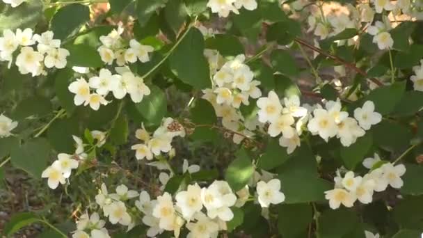 Jasmin Fleurs Blanches Dans Jardin Été — Video