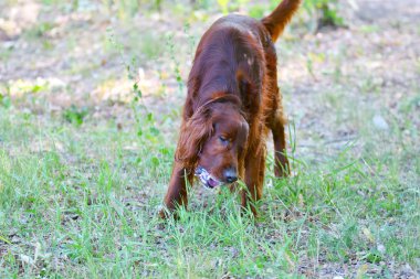 Köpek doğurmak İrlandalı Red setter
