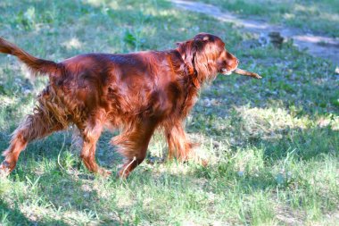 Köpek doğurmak İrlandalı Red setter