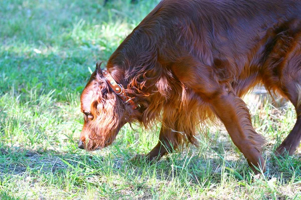 Dog breed Irish Red setter — Stock Photo, Image