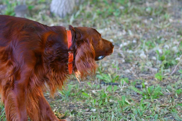 Hunderasse Irisch Red Setter — Stockfoto