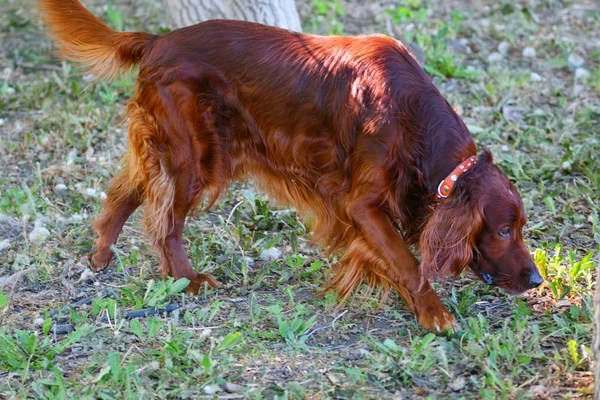 Köpek doğurmak İrlandalı Red setter — Stok fotoğraf