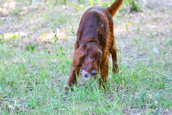 Hondenras Irish Red setter — Stockfoto