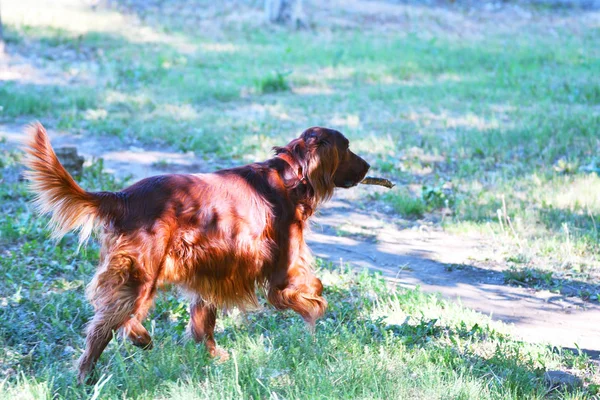 狗的品种爱尔兰红二传手 — 图库照片