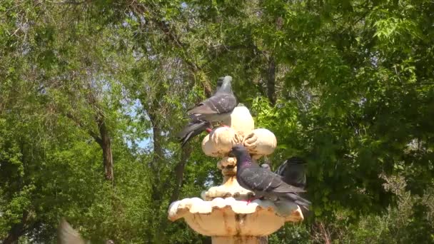 Dove Drinks Water Fountain Summer Day — Stock Video