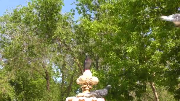 Colombe Boit Eau Fontaine Jour Été — Video