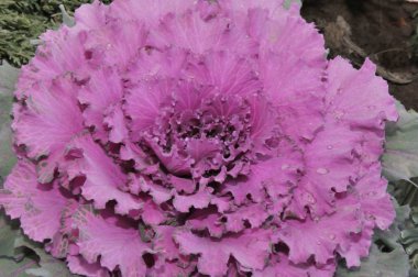 Çok renkli dekoratif lahana 