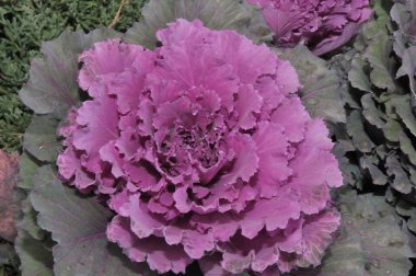 Çok renkli dekoratif lahana 