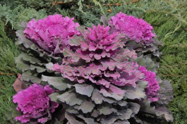 Çok renkli dekoratif lahana 