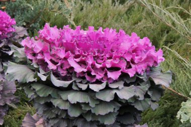 Çok renkli dekoratif lahana 