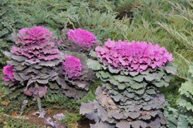 Çok renkli dekoratif lahana 