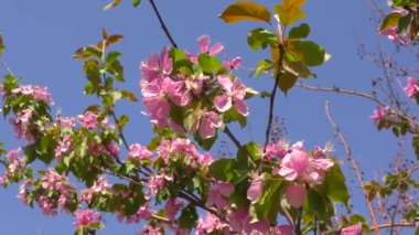Bahar Bahçesinde Elma ağacının pembe çiçekleri 