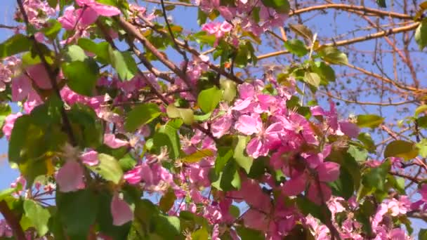 Bahar Bahçesinde Elma Ağacının Pembe Çiçekleri — Stok video