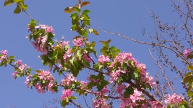 Bahar Bahçesinde Elma ağacının pembe çiçekleri 