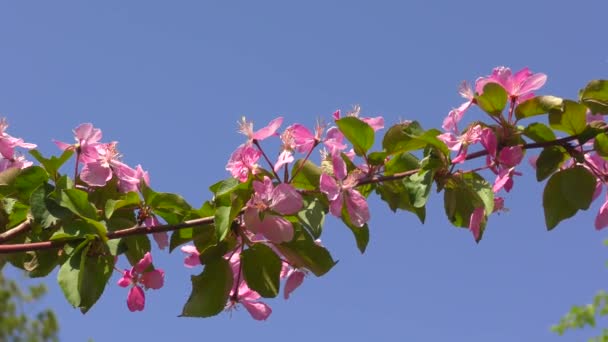 Roze Bloemen Van Appelboom Lente Tuin — Stockvideo