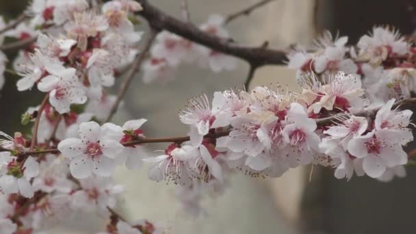 Aprikos Blomma Vårträdgård — Stockvideo