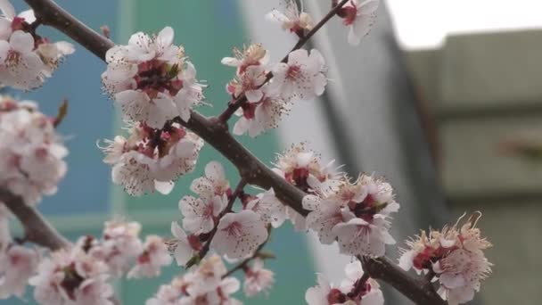 Caise Înfloresc Grădina Primăvară — Videoclip de stoc