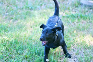 Köpek ırkı Labrador siyah