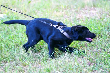 Köpek ırkı Labrador siyah