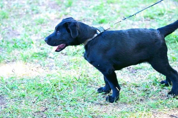 Kutyafajta Labrador fekete — Stock Fotó