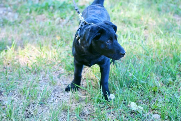 Kutyafajta Labrador fekete — Stock Fotó