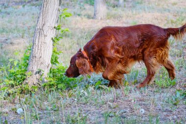 Köpek doğurmak İrlandalı Red setter