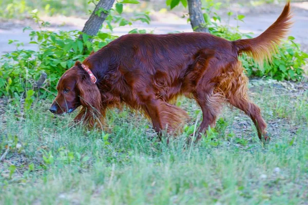 Köpek doğurmak İrlandalı Red setter — Stok fotoğraf