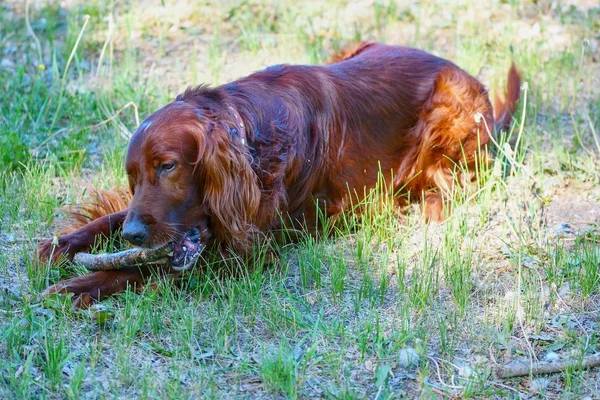 Psí plemeno irský Red setter — Stock fotografie