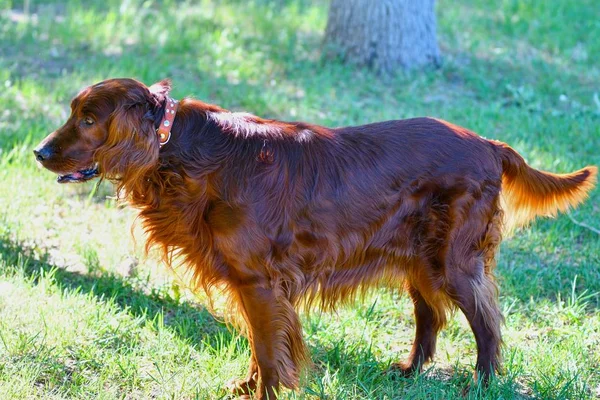 Psí plemeno irský Red setter — Stock fotografie