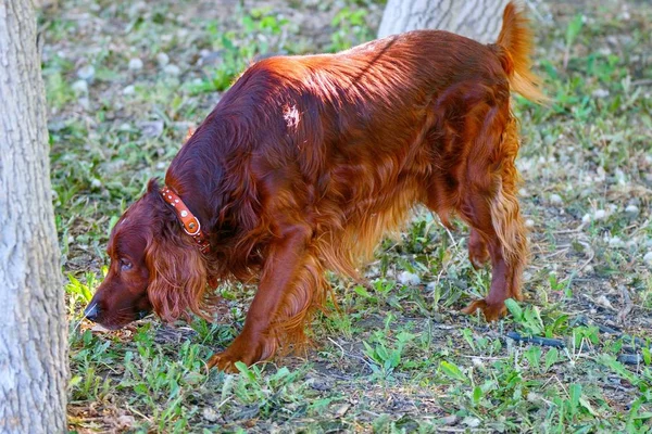 Hund rasen irländsk röd setter — Stockfoto