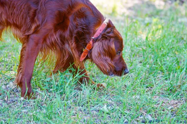 Hondenras Irish Red setter — Stockfoto