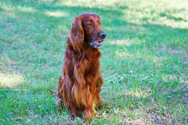 Raça de cães Irish Red setter — Fotografia de Stock