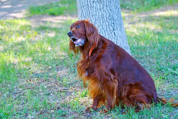 Köpek doğurmak İrlandalı Red setter — Stok fotoğraf