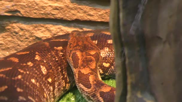 Woody Madagascar Boa Esto Una Serpiente Venenosa Endémica Madagascar — Vídeos de Stock