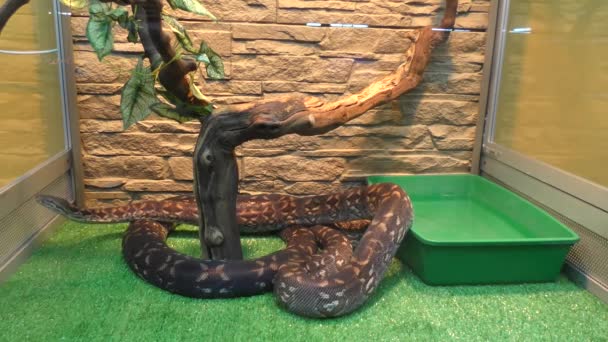 Woody Madagascar Boa Questo Non Serpente Velenoso Endemico Del Madagascar — Video Stock