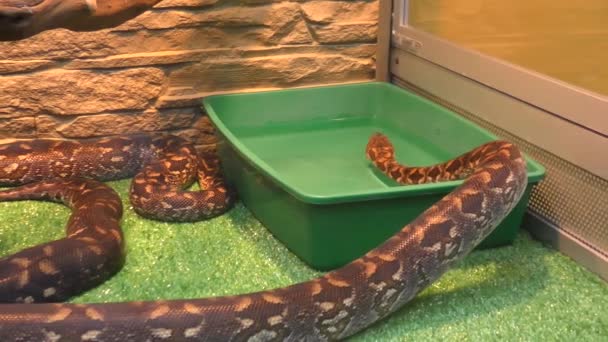 Woody Madagascar Boa Esta Não Uma Serpente Venenosa Endémica Madagáscar — Vídeo de Stock