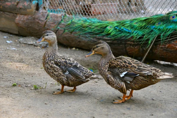 Patos en la granja — Foto de Stock