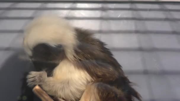 Oedipus Tamarin Kleine Aap Soort Tamarins — Stockvideo