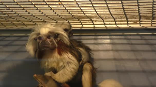 Oedipus Tamarin Kleine Aap Soort Tamarins — Stockvideo