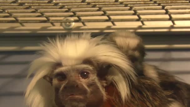 Édipo Tamarin Pequeno Macaco Tipo Tamarins — Vídeo de Stock