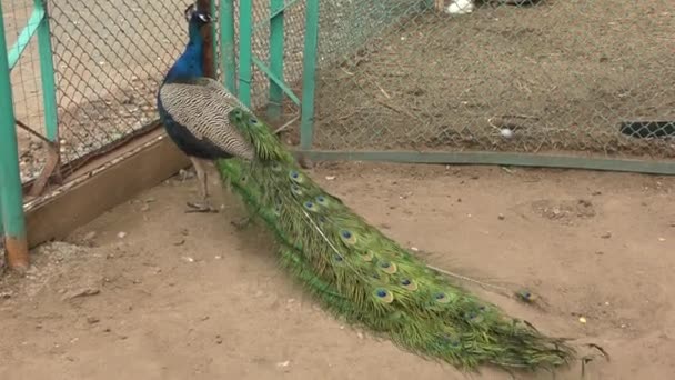 Pavão Fazenda Dia Verão — Vídeo de Stock