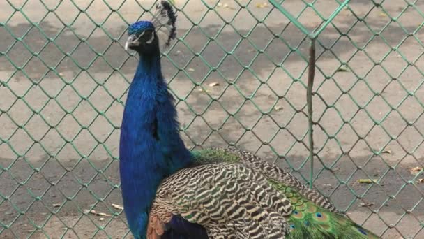 Pavão Fazenda Dia Verão — Vídeo de Stock